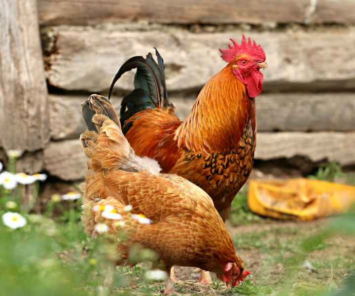 Barnyard Collection